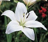 Lily picture